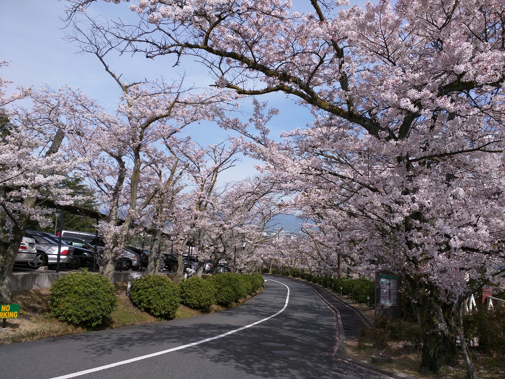 桜とゴルフ