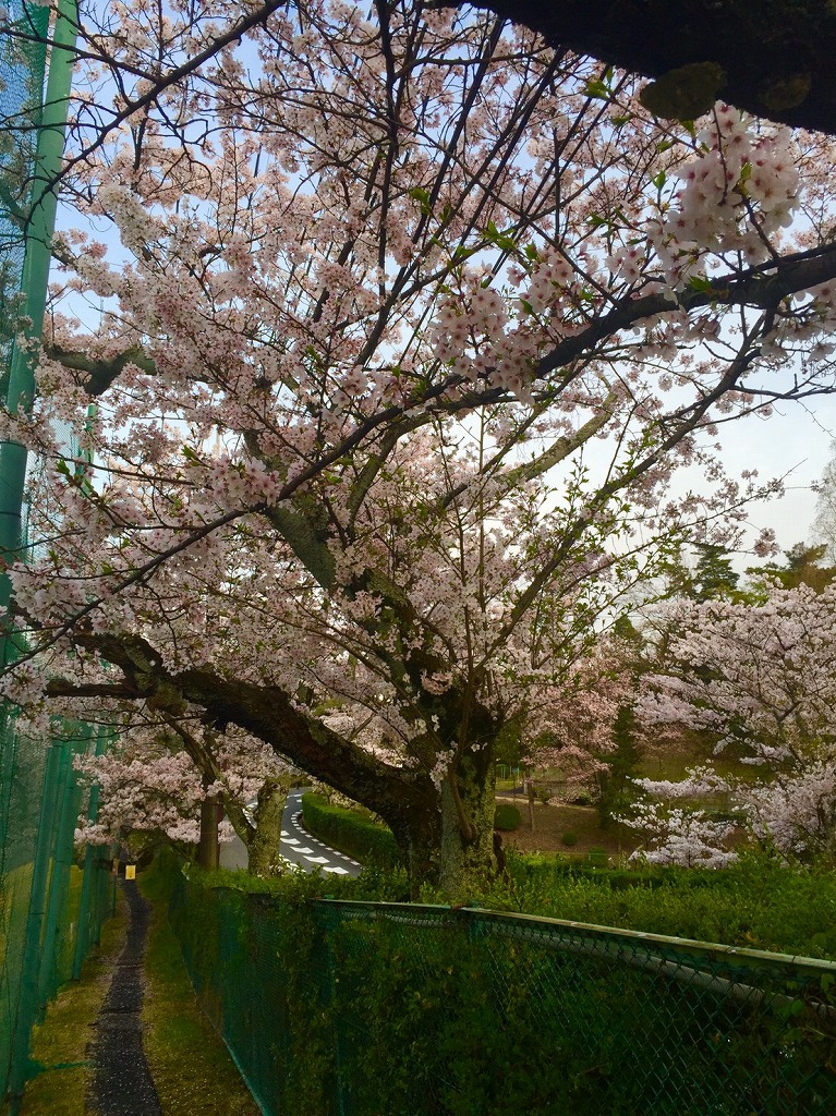桜とゴルフ