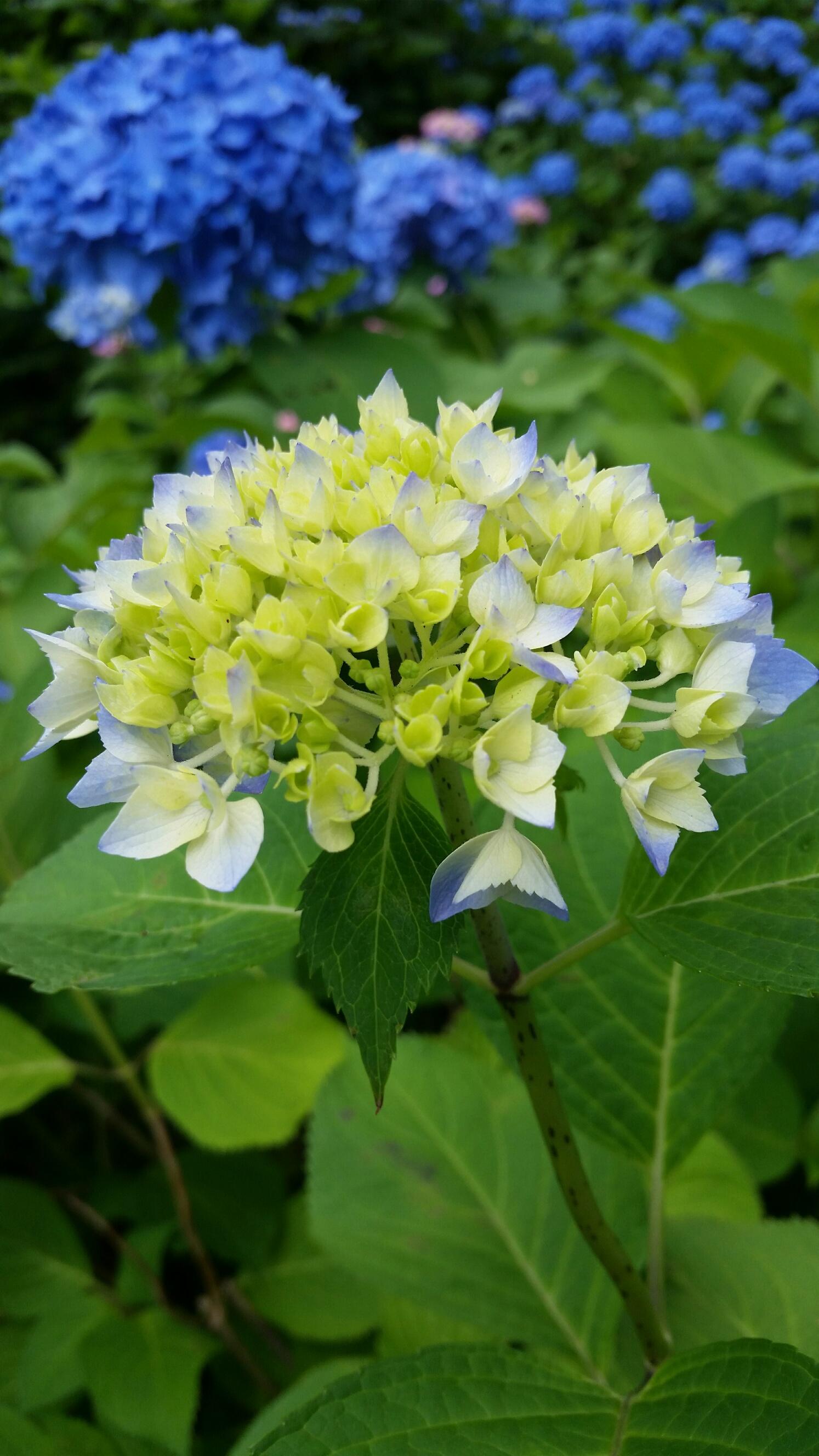 《京都三室戸寺》紫陽花満開ですよ～！！