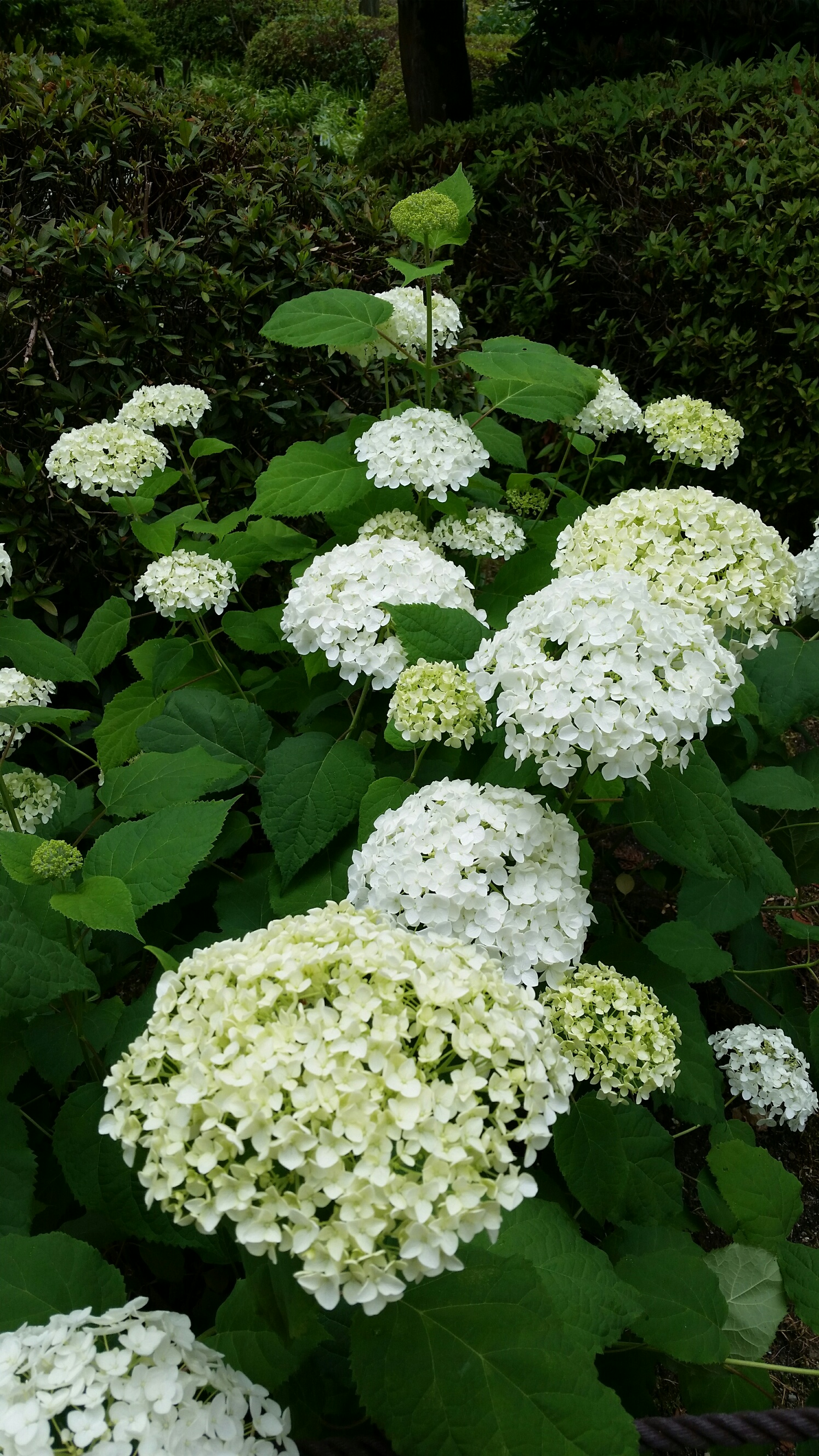 《京都三室戸寺》紫陽花満開ですよ～！！