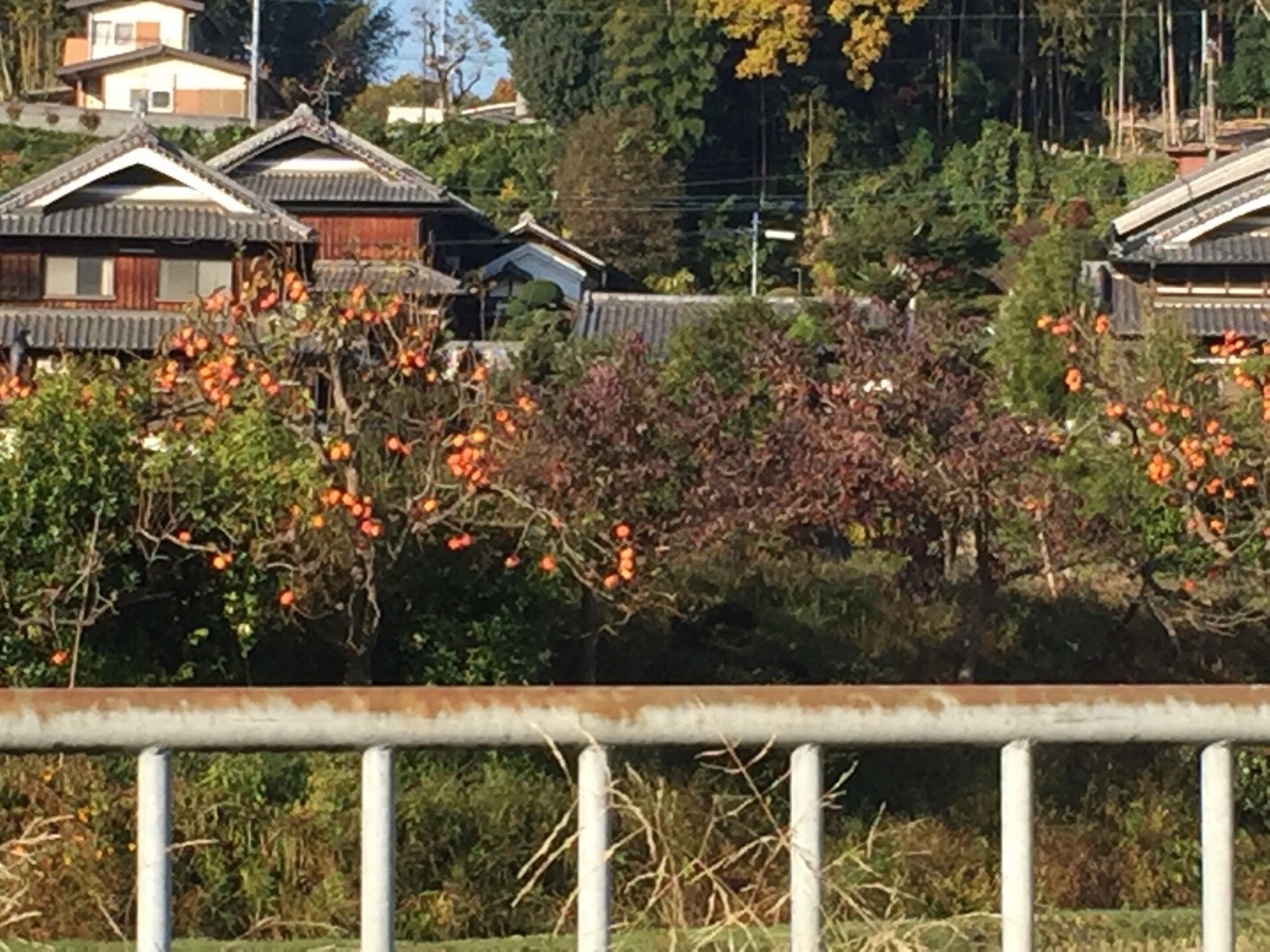 秋を感じたと思っていたら・・・・