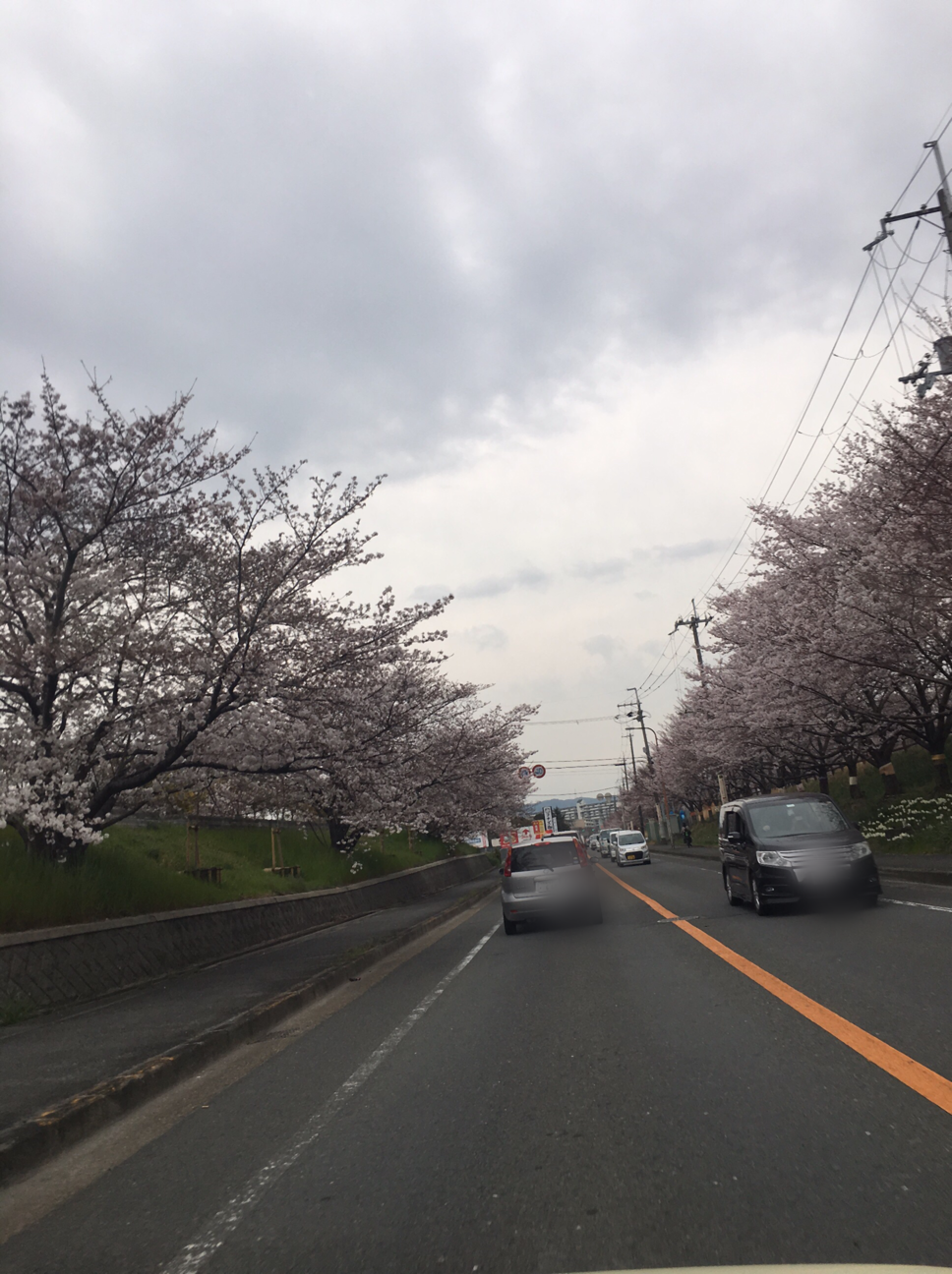 桜の見頃