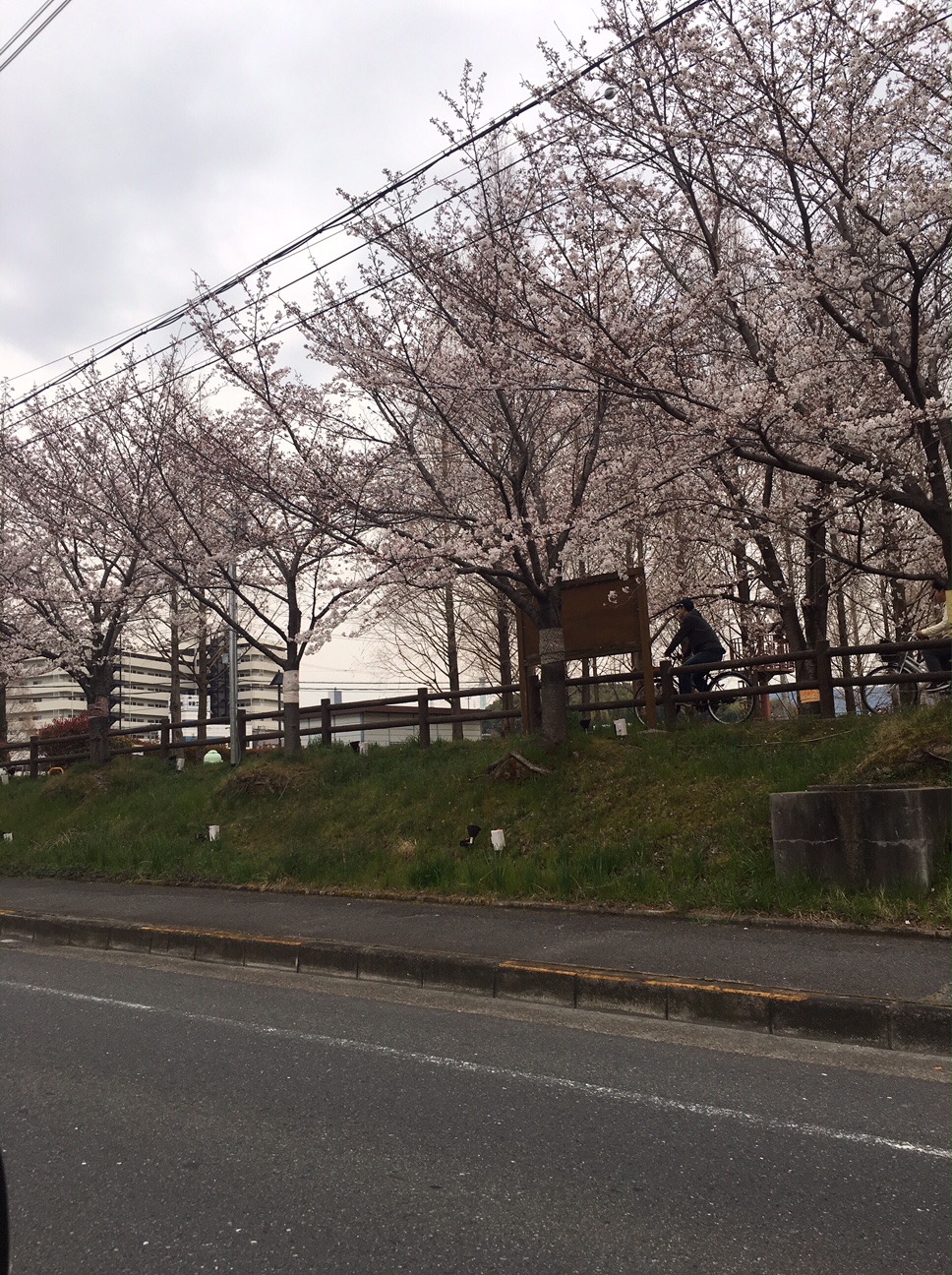 桜の見頃