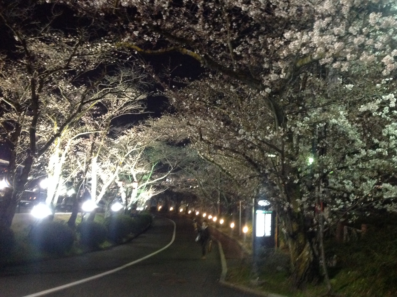 いつものこの時期になりました。