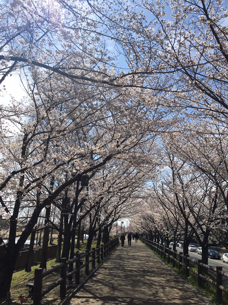 ウォーキングのはずが。