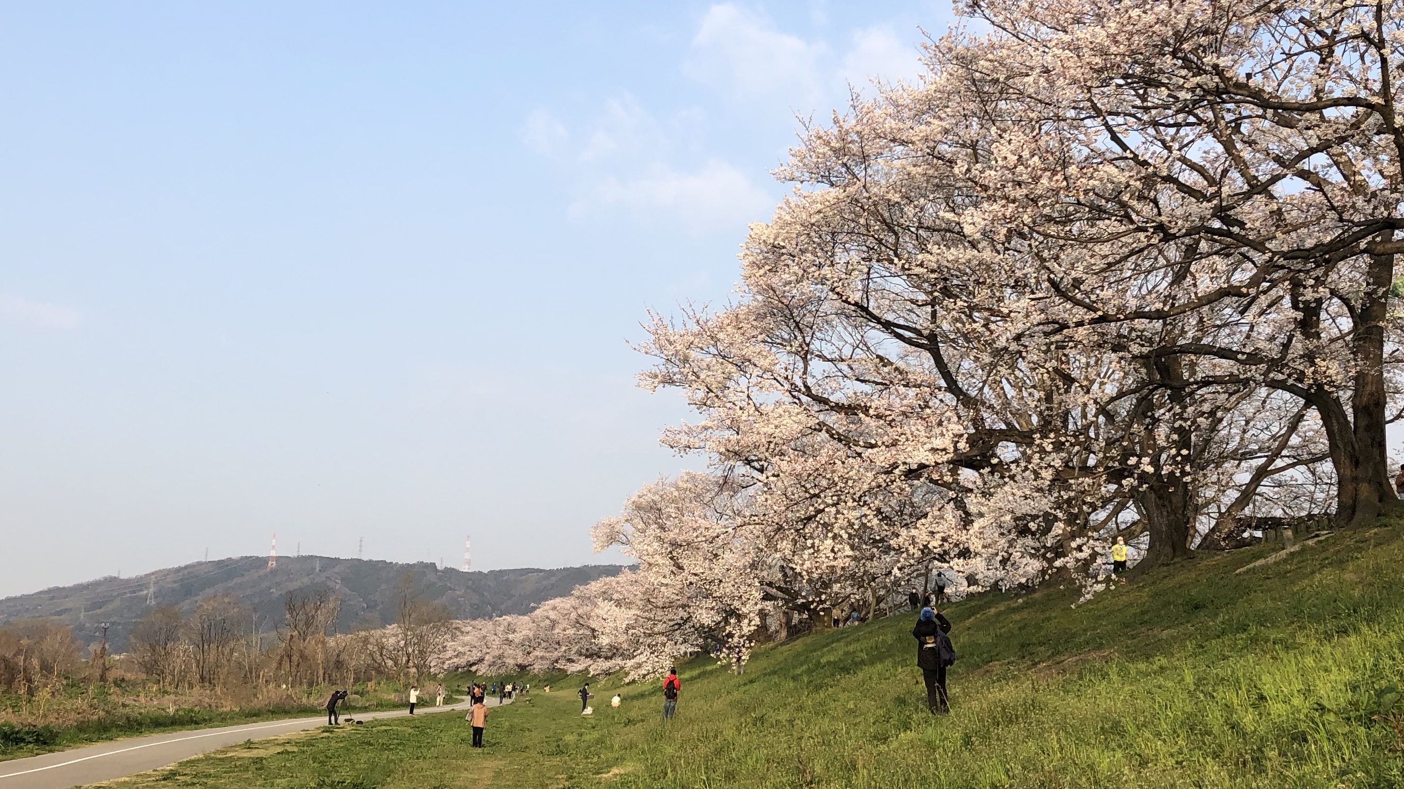 エクストリーム花見出社！