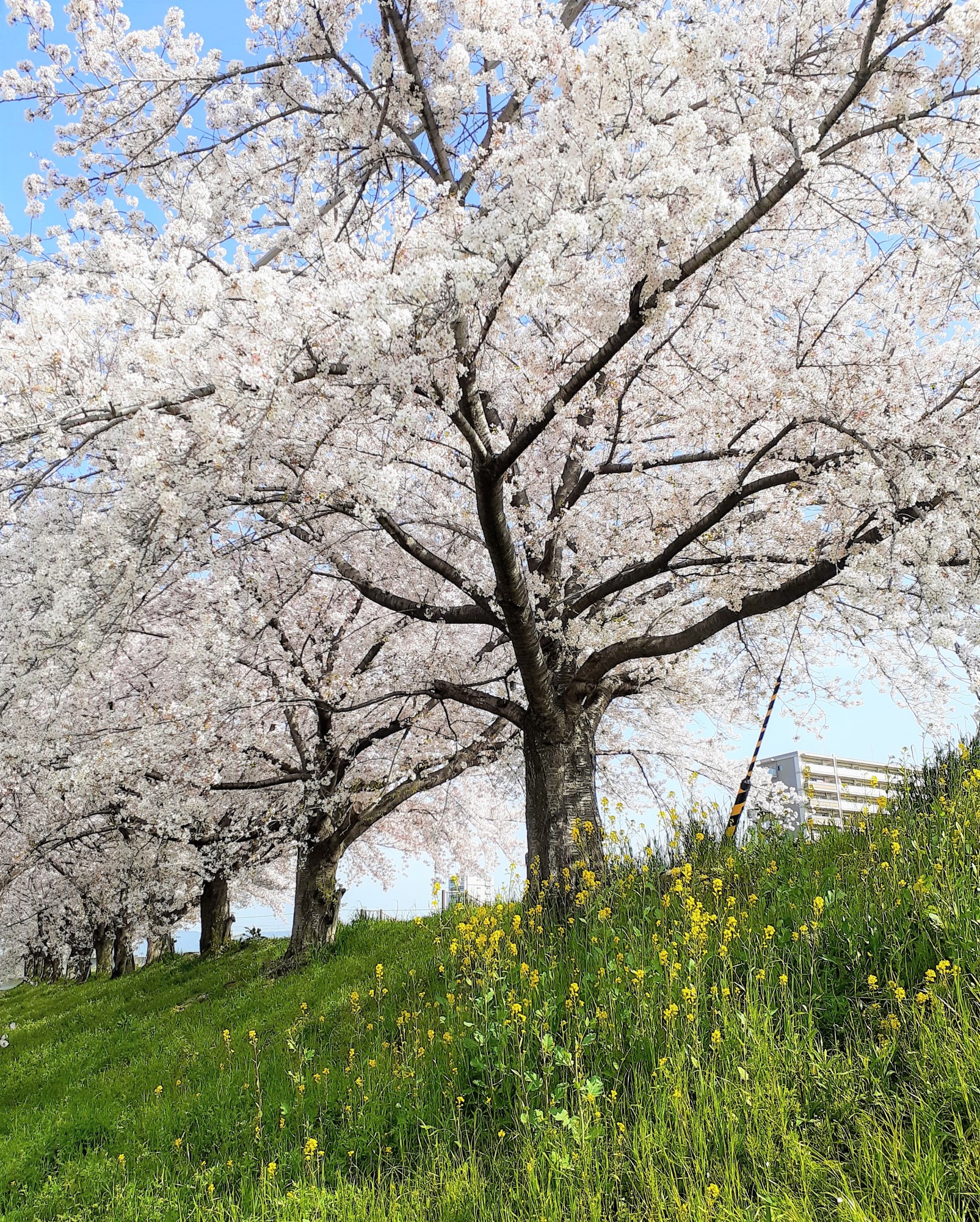 天の川の桜🌸