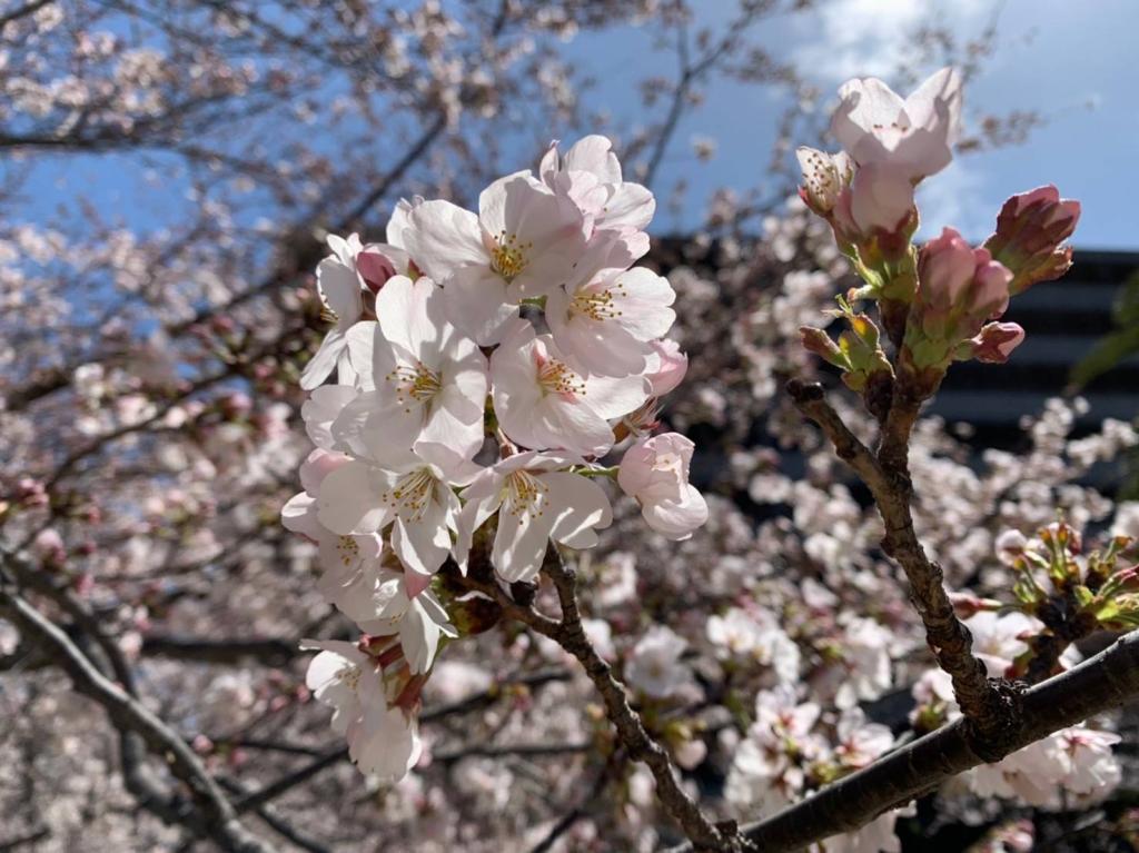 新年度🌸