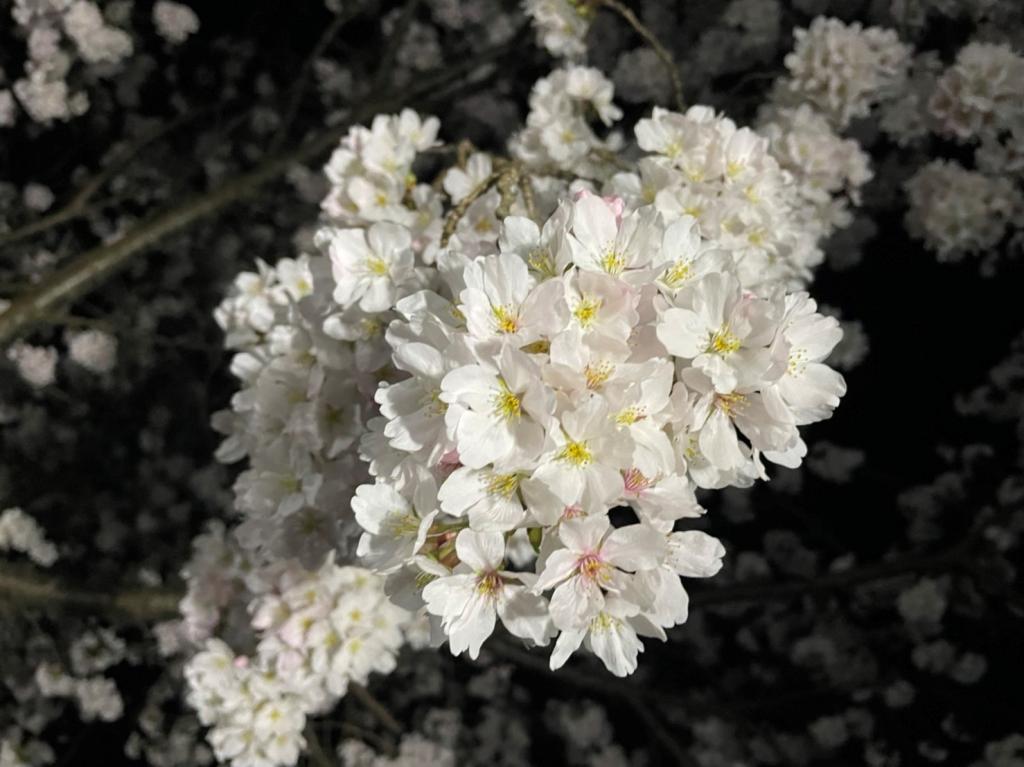 間に合いました🌸