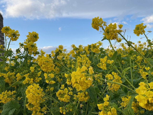 早咲き🌼