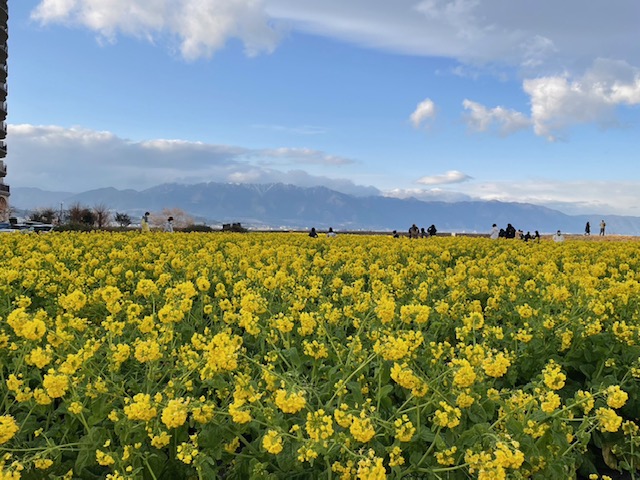 早咲き🌼