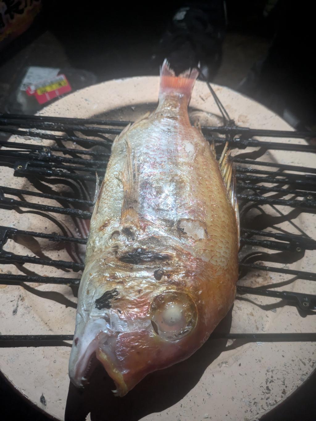 鯛🐠