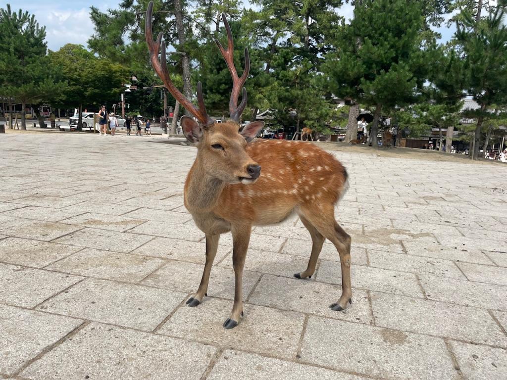 久しぶりの奈良公園で恐怖体験