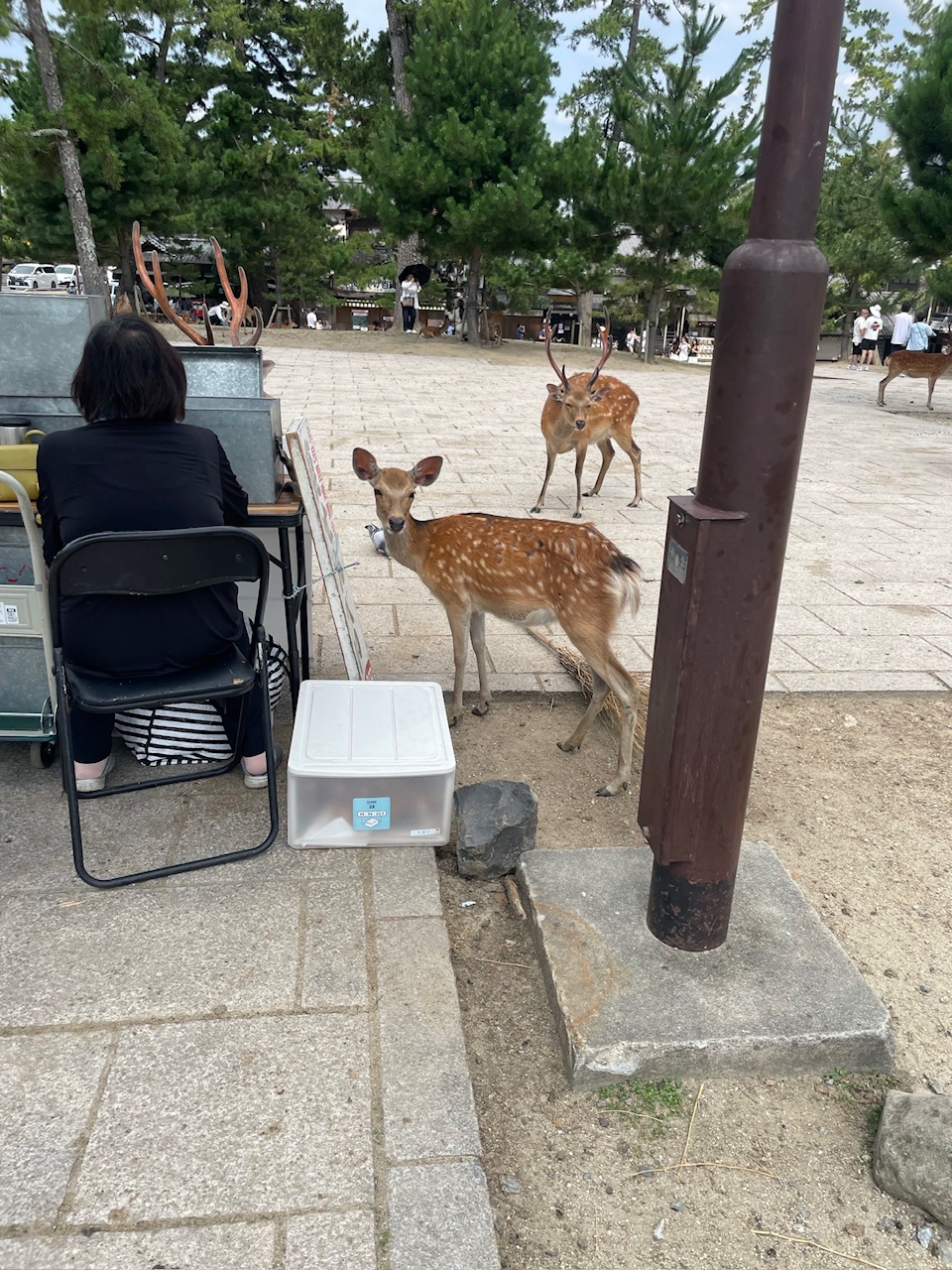 久しぶりの奈良公園で恐怖体験