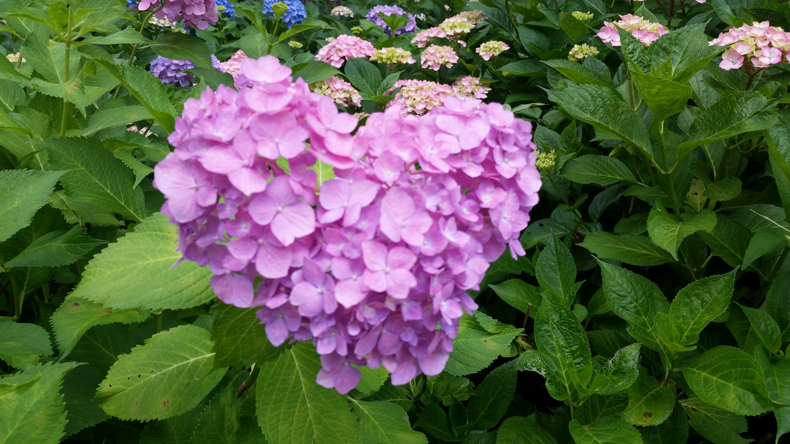 《京都三室戸寺》紫陽花満開ですよ～！！