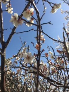 今年1回目の