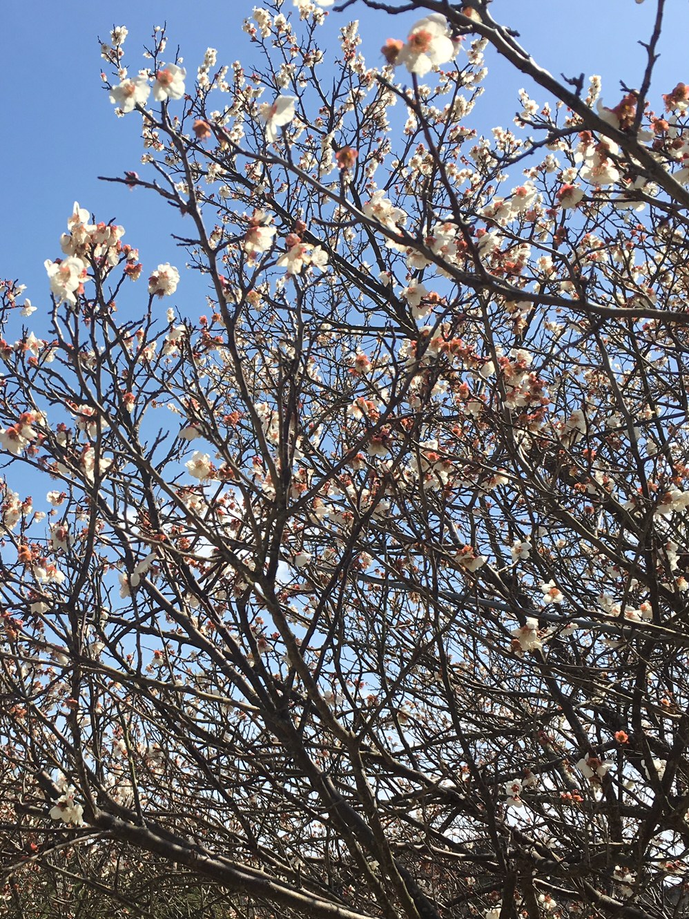桜の見頃