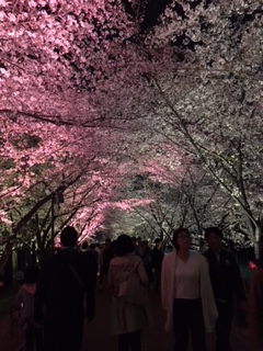 夜桜