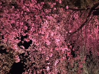 夜桜