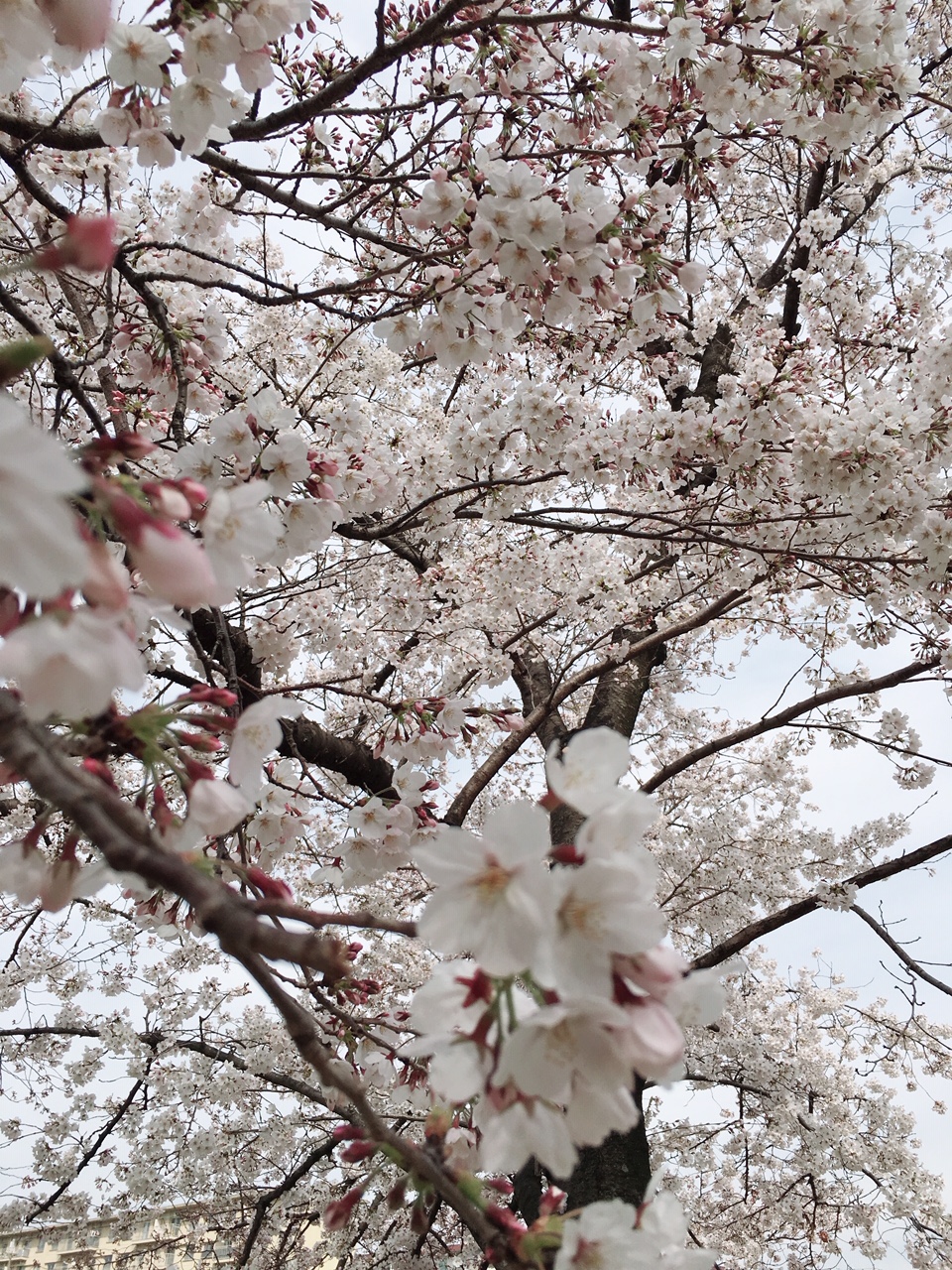 桜にまつわるエトセトラ