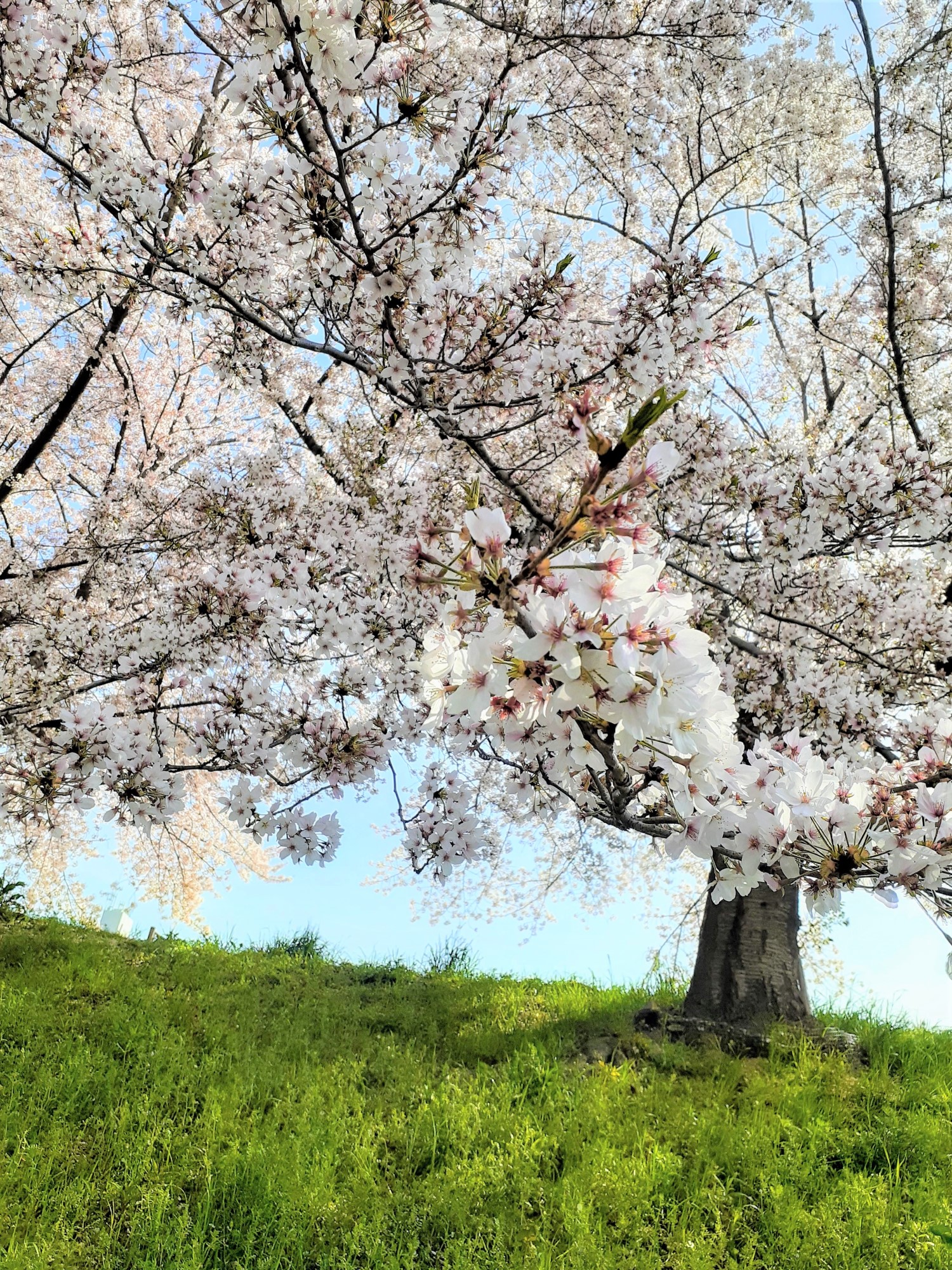 天の川の桜🌸