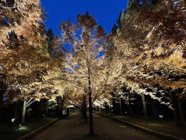 ライトアップ✨