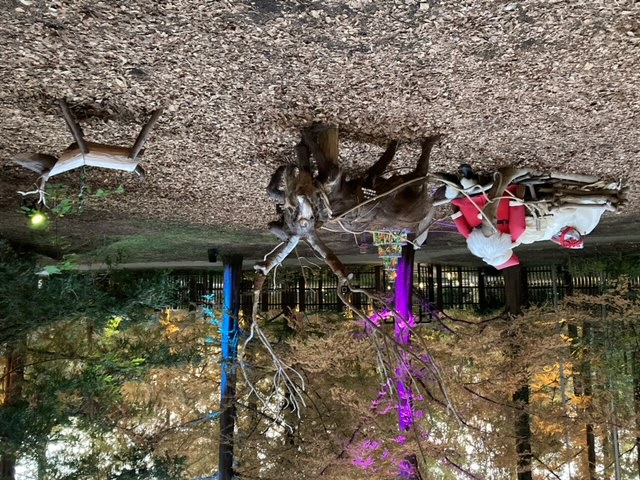 ライトアップ✨