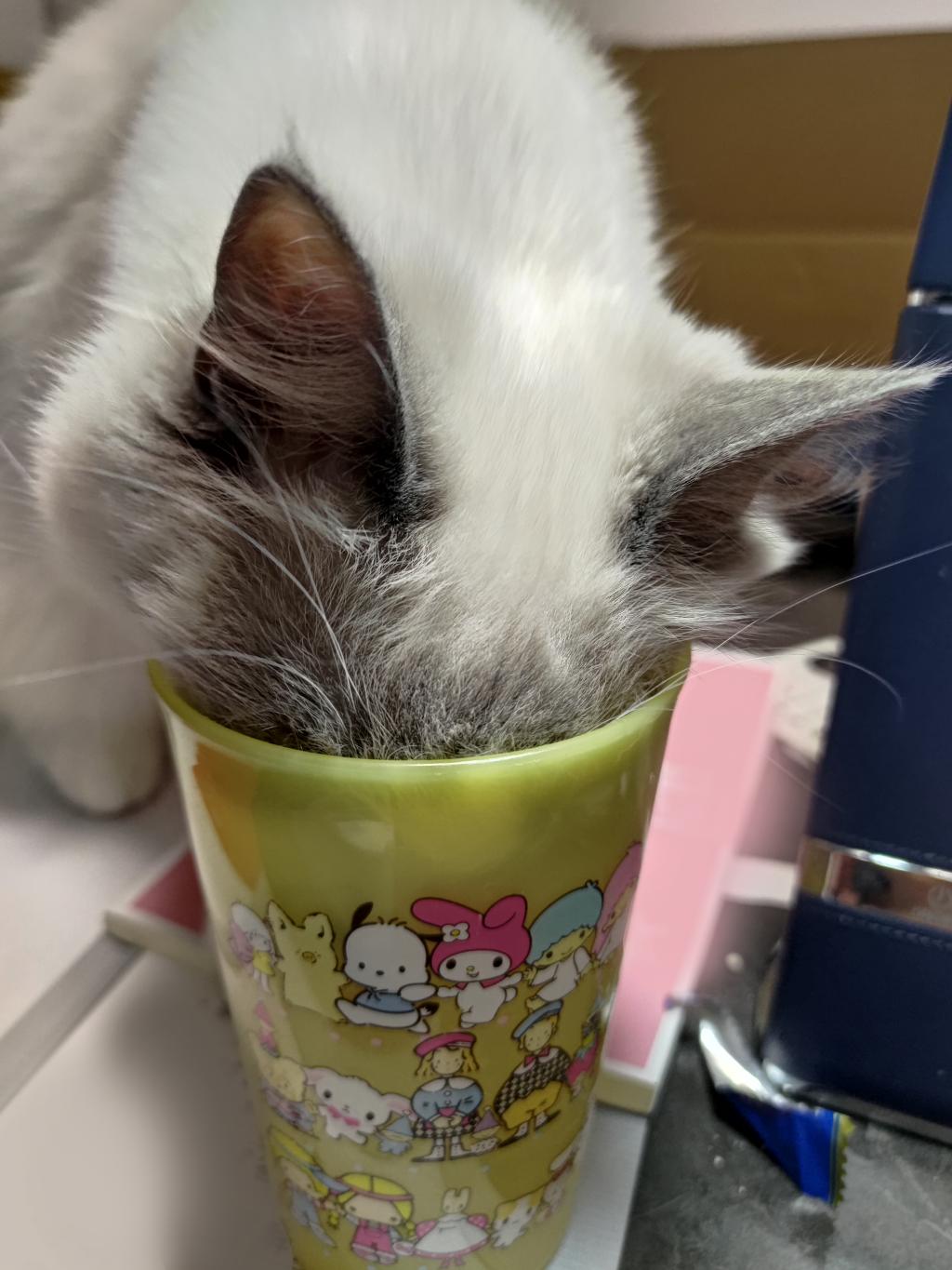 Merry Christmas🎄✨