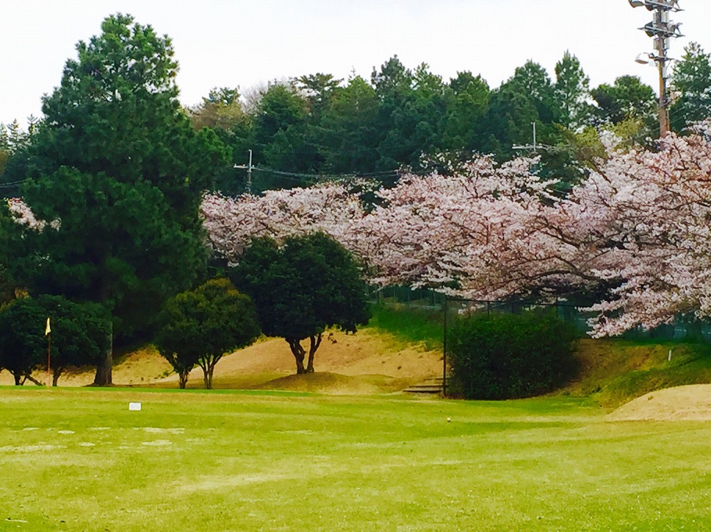 桜とゴルフ