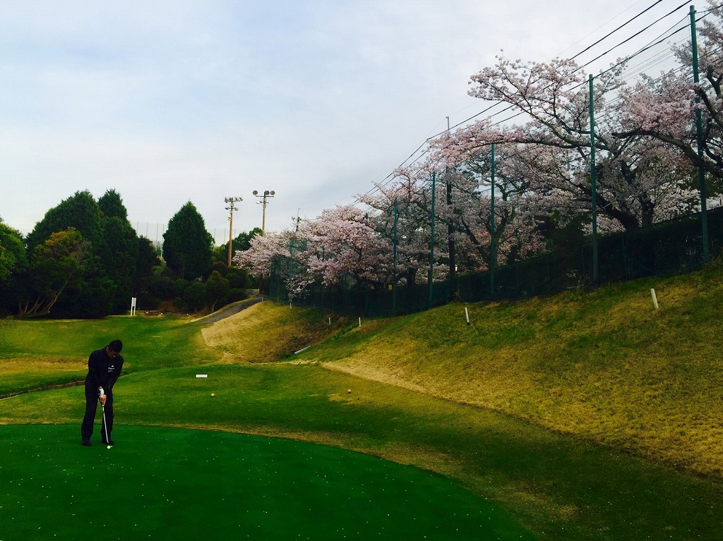 桜とゴルフ