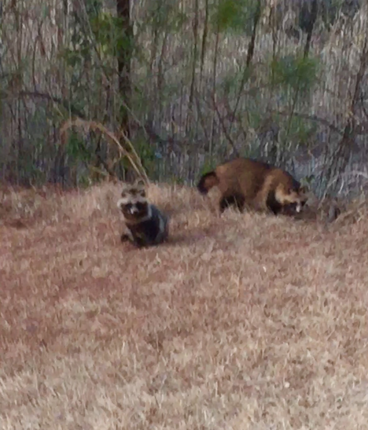 動物もゴルフが好きなのかねぇ