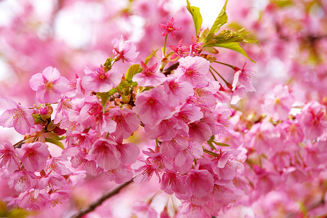 ショウルームのお花🌸